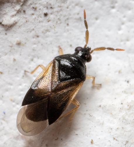 Orius sp.